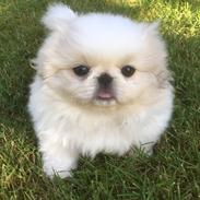 Pekingeser Sus