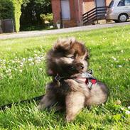 Blanding af racer Wilma