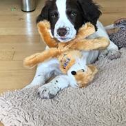 Engelsk springer spaniel Cody