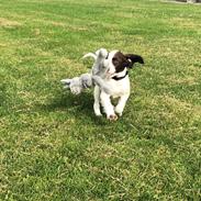 Engelsk springer spaniel Cody