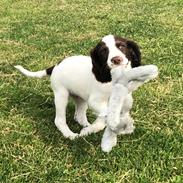 Engelsk springer spaniel Cody