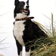 Karelsk bjørnehund Bjørnehusets Maika