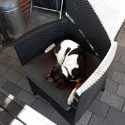 Dansk svensk gaardhund Bonnie 