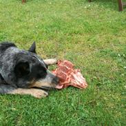 Australsk cattledog Lego