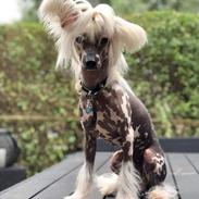 Chinese crested hårløs Malthe