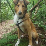 Blanding af racer Bertram 