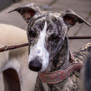 Whippet Tilla