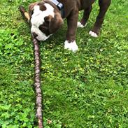 Olde english bulldogge Chico