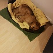 Blanding af racer Samson 