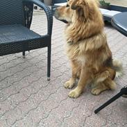 Blanding af racer Samson 