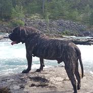 Dogo canario Tacano