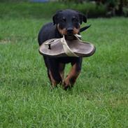 Beauceron Flynn
