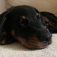 Beauceron Flynn
