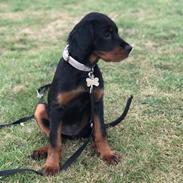 Gordon setter Syd åens Bianca