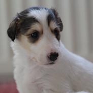 Borzoi Athena
