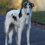 Borzoi Athena