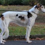 Borzoi Athena