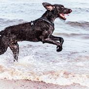 Ruhåret hønsehund Nones ( Midtfjords Buller )