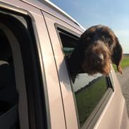 Ruhåret hønsehund Nones ( Midtfjords Buller )