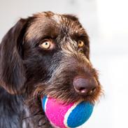 Ruhåret hønsehund Nones ( Midtfjords Buller )