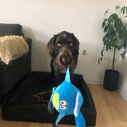 Ruhåret hønsehund Nones ( Midtfjords Buller )