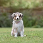 Miniature American Shepherd Ávi