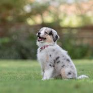 Miniature American Shepherd Ávi