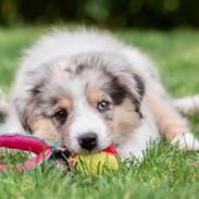 Miniature American Shepherd Ávi