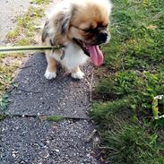 Tibetansk spaniel teddy