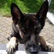 Schæferhund Sportshund Gipsi. (Gipsi).