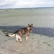 Schæferhund Sportshund Gipsi. (Gipsi).