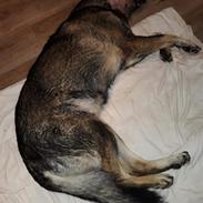 Schæferhund Sportshund Gipsi. (Gipsi).