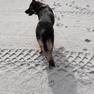 Schæferhund Sportshund Gipsi. (Gipsi).