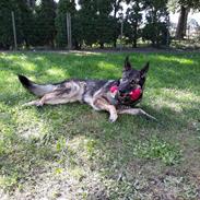 Schæferhund Sportshund Gipsi. (Gipsi).