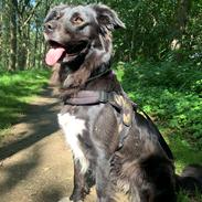 Border collie Miss Bailey (broski baroski)