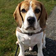 Beagle Charlie