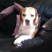 Beagle Charlie