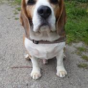Beagle Charlie