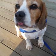 Beagle Charlie