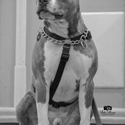 Blanding af racer Zeus