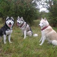 Siberian husky Sheena (Mesmocans Black Betty)