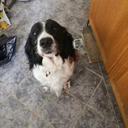 Field Trial spaniel Aja 