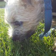 Cairn terrier Albus