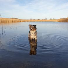 Australian shepherd Nougat