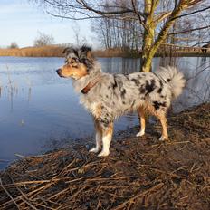 Australian shepherd Nougat