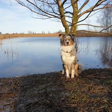 Australian shepherd Nougat