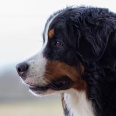 Berner sennenhund Melvin