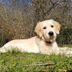Golden retriever stormy aka Chloé 