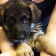 Schæferhund Santo jr.