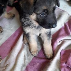 Schæferhund Santo jr.